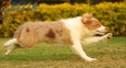 Border Collie Apricot Mirlo Tricolor Hembra #1076H27789.jpg