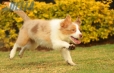 Border Collie Apricot Mirlo Tricolor Hembra #1076H27790.jpg