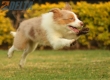 Border Collie Apricot Mirlo Tricolor Hembra #1076H27791.jpg