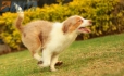 Border Collie Apricot Mirlo Tricolor Hembra #1076H27792.jpg