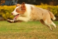 Border Collie Apricot Mirlo Tricolor Hembra #1076H27793.jpg