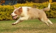 Border Collie Apricot Mirlo Tricolor Hembra #1076H27794.jpg