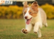 Border Collie Apricot Mirlo Tricolor Hembra #1076H27796.jpg