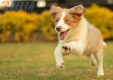Border Collie Apricot Mirlo Tricolor Hembra #1076H27797.jpg
