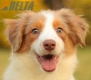 Border Collie Apricot Mirlo Tricolor Hembra #1076H27798.jpg