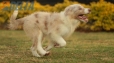 Border Collie Rojo Mirlo Bicolor Hembra #1076H37800.jpg