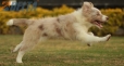 Border Collie Rojo Mirlo Bicolor Hembra #1076H37801.jpg