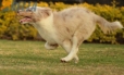 Border Collie Rojo Mirlo Bicolor Hembra #1076H37803.jpg
