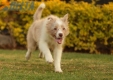 Border Collie Rojo Mirlo Bicolor Hembra #1076H37804.jpg