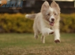 Border Collie Rojo Mirlo Bicolor Hembra #1076H37805.jpg