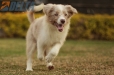 Border Collie Rojo Mirlo Bicolor Hembra #1076H37806.jpg