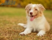 Border Collie Rojo Mirlo Bicolor Hembra #1076H37808.jpg