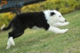 Border Collie Negro Bicolor Hembra #1078H27809.jpg
