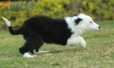 Border Collie Negro Bicolor Hembra #1078H27810.jpg
