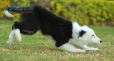 Border Collie Negro Bicolor Hembra #1078H27811.jpg