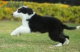 Border Collie Negro Bicolor Hembra #1078H27813.jpg
