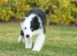 Border Collie Negro Bicolor Hembra #1078H27814.jpg