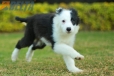 Border Collie Negro Bicolor Hembra #1078H27815.jpg