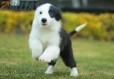 Border Collie Negro Bicolor Hembra #1078H27816.jpg