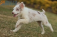 Border Collie Rojo Mirlo Bicolor Macho #1079M17819.jpg