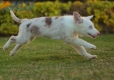 Border Collie Rojo Mirlo Bicolor Macho #1079M17821.jpg