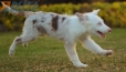 Border Collie Rojo Mirlo Bicolor Macho #1079M17822.jpg