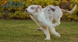 Border Collie Rojo Mirlo Bicolor Macho #1079M17823.jpg
