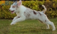 Border Collie Rojo Mirlo Bicolor Macho #1079M17824.jpg
