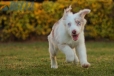Border Collie Rojo Mirlo Bicolor Macho #1079M17825.jpg