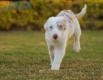 Border Collie Rojo Mirlo Bicolor Macho #1079M17826.jpg