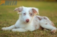 Border Collie Rojo Mirlo Bicolor Macho #1079M17827.jpg