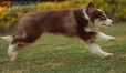 Border Collie Chocolate Tricolor #1079M47828.jpg
