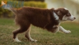 Border Collie Chocolate Tricolor #1079M47829.jpg