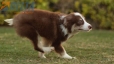 Border Collie Chocolate Tricolor #1079M47830.jpg