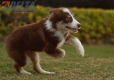 Border Collie Chocolate Tricolor #1079M47831.jpg
