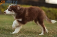 Border Collie Chocolate Tricolor #1079M47832.jpg