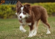 Border Collie Chocolate Tricolor #1079M47833.jpg