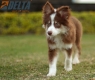 Border Collie Chocolate Tricolor #1079M47834.jpg