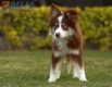 Border Collie Chocolate Tricolor #1079M47835.jpg