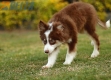 Border Collie Chocolate Tricolor #1079M47836.jpg