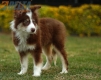Border Collie Chocolate Tricolor #1079M47837.jpg