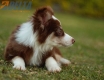 Border Collie Chocolate Tricolor #1079M47838.jpg