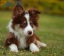 Border Collie Chocolate Tricolor #1079M47839.jpg
