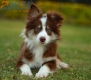 Border Collie Chocolate Tricolor #1079M47841.jpg
