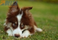 Border Collie Chocolate Tricolor #1079M47842.jpg