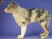 Border Collie Lila Mirlo Tricolor Macho #1079M27843.jpg