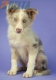 Border Collie Lila Mirlo Tricolor Macho #1079M27845.jpg