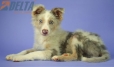 Border Collie Lila Mirlo Tricolor Macho #1079M27846.jpg