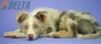 Border Collie Lila Mirlo Tricolor Macho #1079M27847.jpg