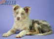 Border Collie Lila Mirlo Tricolor Macho #1079M27850.jpg